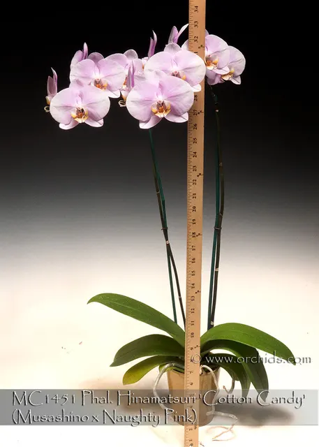 Phalaenopsis Hinamatsuri 'Cotton Candy , Note : In Spike As 1/18/2024 .Classic Large Pink'