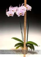 Phal. Hinamatsuri 'Cotton Candy , Note : In spike as 1/18/2024 .Classic large pink ' (Musashino x Naughty Pink)