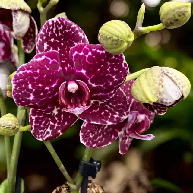 Phalaenopsis Lioulin Wild Cat