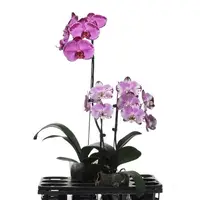Phalaenopsis 1 for 1