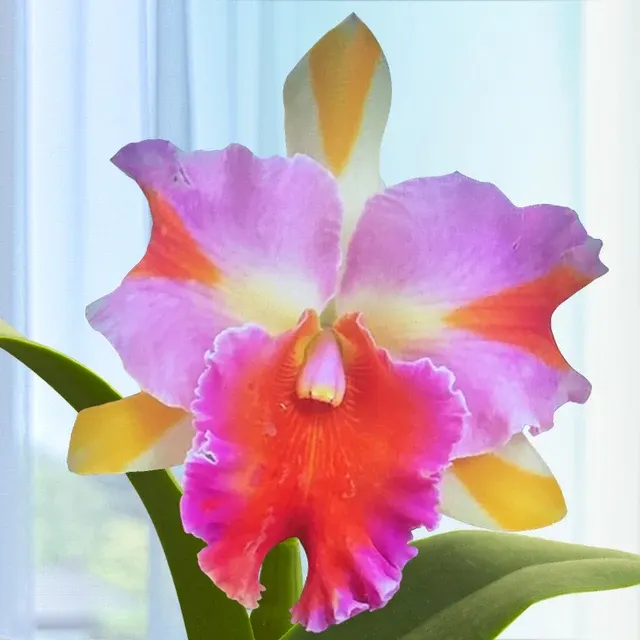 Rhyncholaeliocattleya Amazing Thailand 'Shogun Hawaii'
