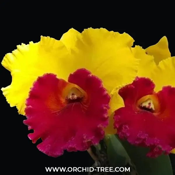 Rhyncholaeliocattleya Louis Stevenson 'STK's Delight' (Rhyncholaeliocattleya)