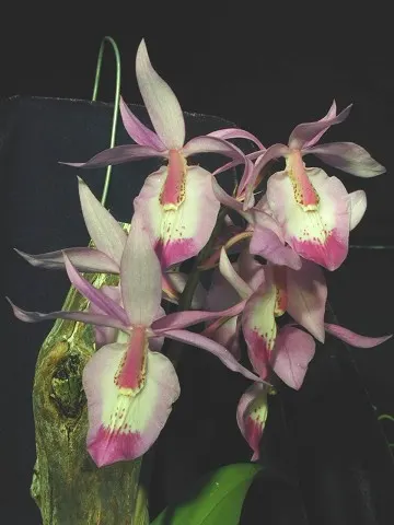 Barkeria spectabilis (Barkeria)