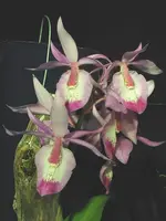 Barkeria-spectabilis — Other Plants
