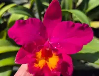 Cattleya Love Castle Happiness Blooming Size