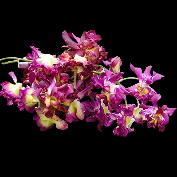Dendrobium Rose Betty Blue