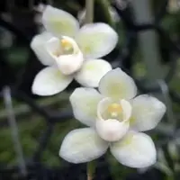 Chiloschista extintoriformis white sp.