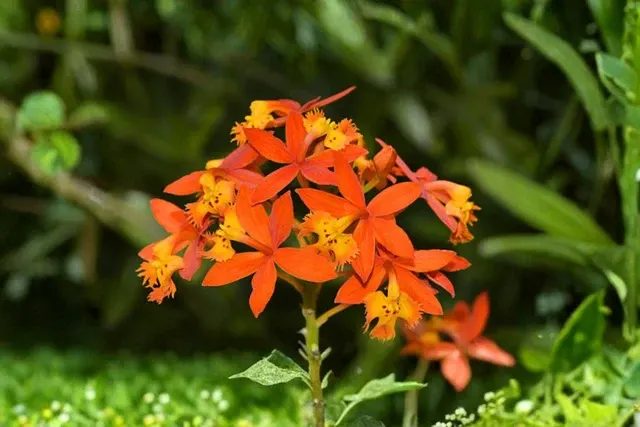 Epidendrum radicans (Epidendrum)