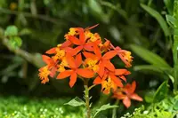 2 Orange Reed-Stem Orchid Cuttings 6–8 Inches – Epidendrum radicans Live Cuttings