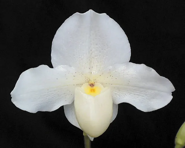 Paphiopedilum Cinderella AM/AOS 'Malibu' (Paphiopedilum)