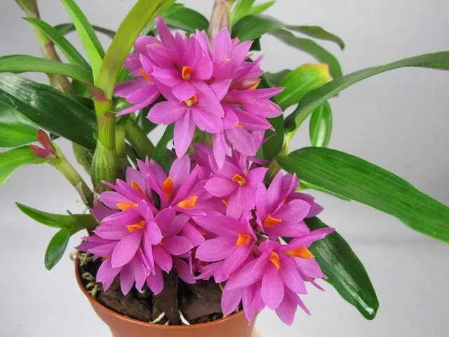 Dendrobium Hibiki LONG LASTING FLOWERS