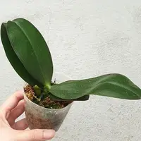 Phalaenopsis Sogo Lawrence 2.5" Fragrant