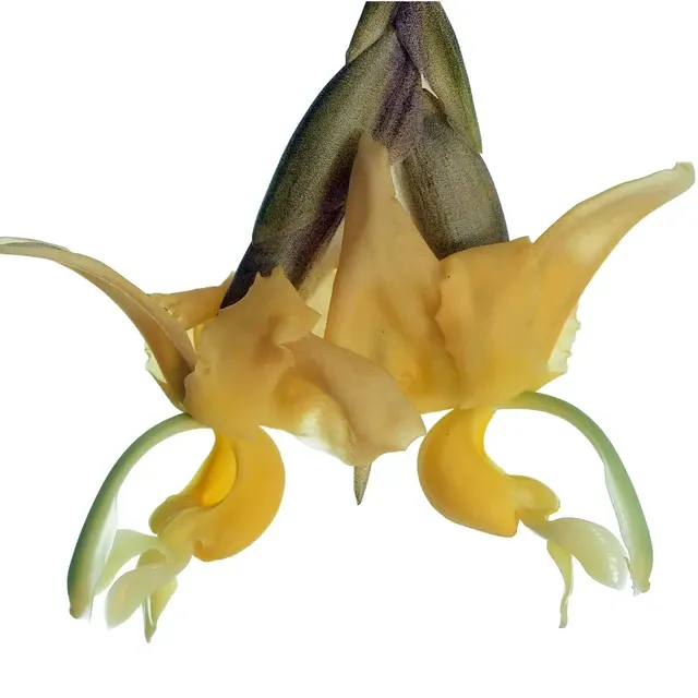 Stanhopea maduroi (Stanhopea)