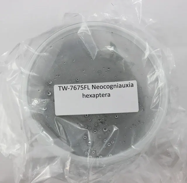 Neocogniauxia hexaptera