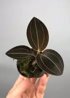 Ludisia discolor var. dawsoniana "Red Strip" — 6 cm / No