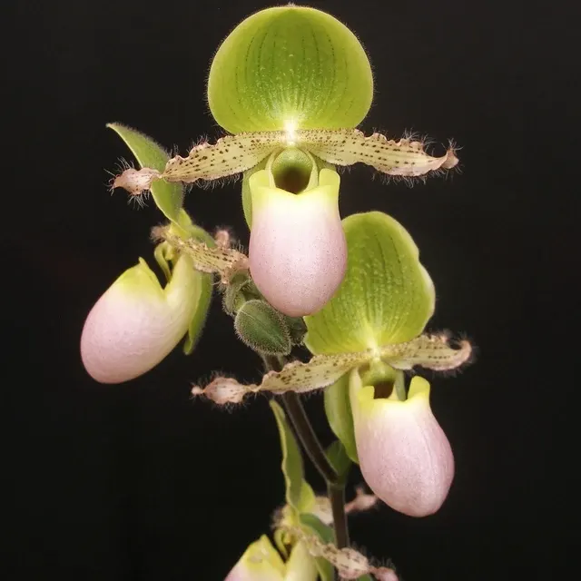Paphiopedilum Pinocchio