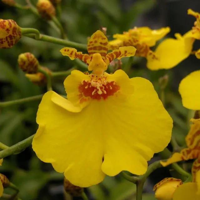 Oncidium Sweet Sugar 'Kalendar'