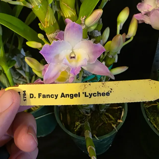 Dendrobium Fancy Angel 'Lychee' (Dendrobium)