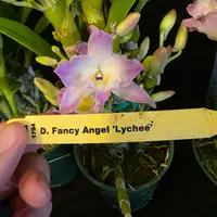 Dendrobium Fancy Angel 'Lychee' blooming size nobile dendrobium. Beauriful
