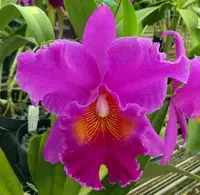 Rlc. Mishima Eclipse 'Blumen Insel' x Rlc. Paradise Island 'Blumen Insel'
