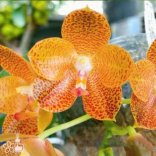 Phalaenopsis Mainshow Tiger