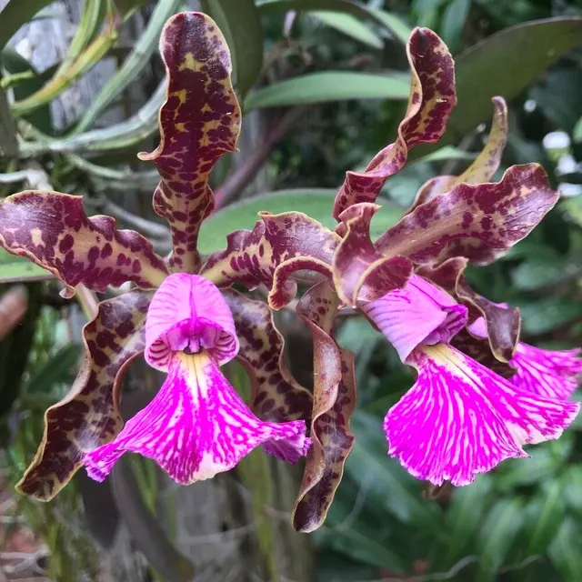 Cattleya Schilleriana EXTINCT IN NATURE!