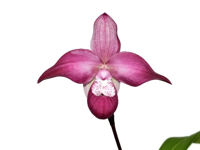 Phragmipedium Gigi Portilla