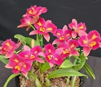 Cattleya Pasa Bambina #8 — BS / Nonblooming