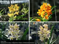 Vandachostylis Lou Snery x (Ascocentrum miniatum x Christensonia vietnamica)