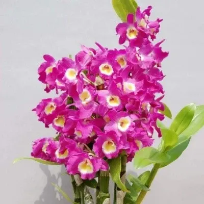 Dendrobium Pink Beauty Queen