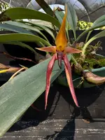 Bulbophyllum levanae