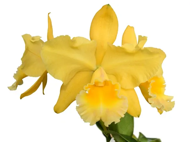 Rhyncholaeliocattleya Memoria Hazel Glover (Rhyncholaeliocattleya)