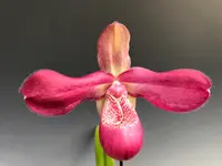 Phragmipedium Damselfly (kaieteurum ‘Katie’ x kovachii ‘Terminator’)