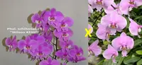 WP2626 Phalaenopsis schilleriana 'Wilson #210' x 'Maile Jeanne Tanaka'