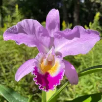Cattleya Jentri (jenmanii alba x trianae coerulea) | SapphireChild Orchids