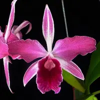 Laelia purpurata ('Raspberry' x 'Double Flame') | SapphireChild Orchids