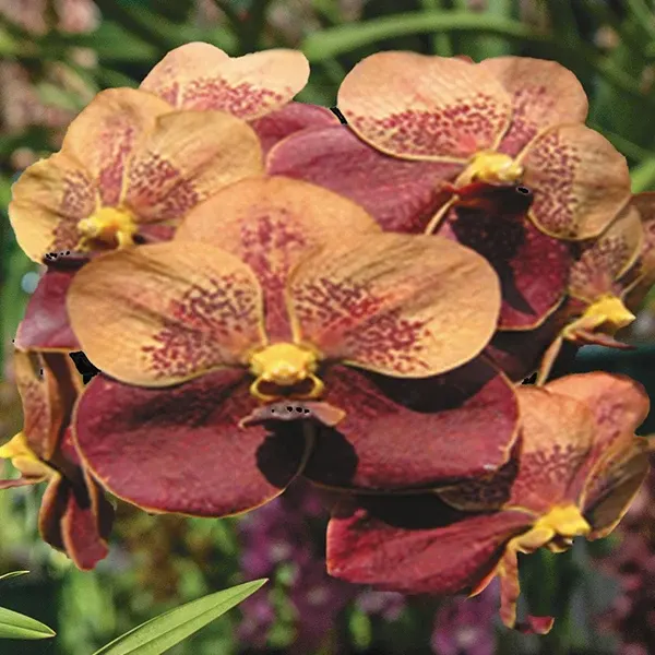 Vanda Jiraprapa x Davarak x Butterfly