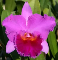 Blc. Fritz Nickolaus 'Spring Dance'