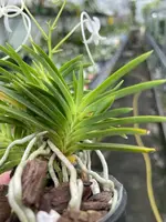 Neofinetia falcata ‘Aojiku Yoroidoshi’