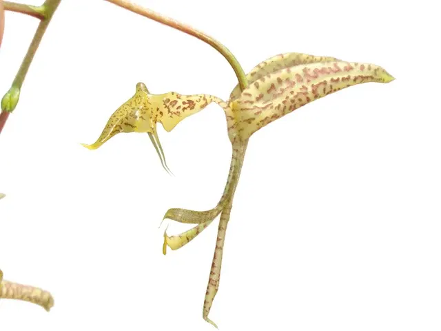 Gongora pardina type (Gongora)