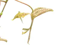 Gongora pardina type