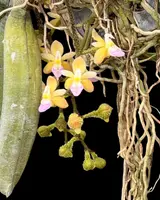 Stereochilus erinaceus