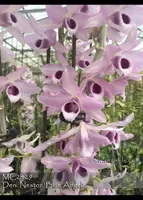 Den. Nestor 'Blue Angel , Note; node keiki of original plant '