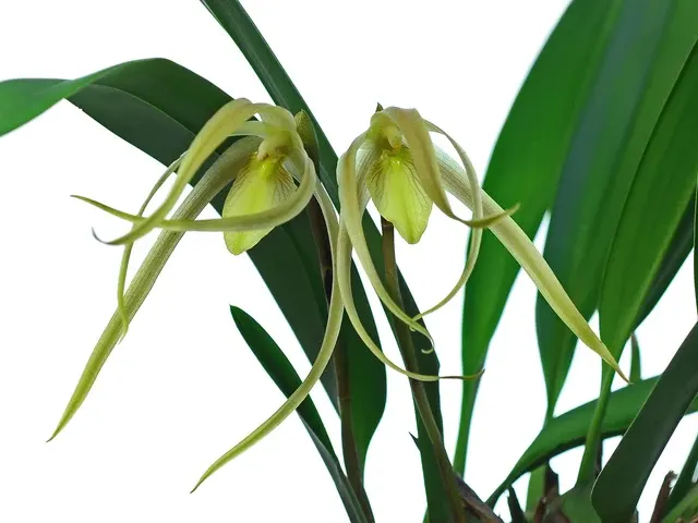 Maxillaria macrura f xanthina