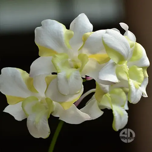 Dendrobium Liberty White