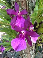 Miltonia Anne Warne