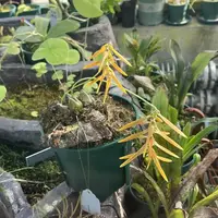 Bulbophyllum wallichii