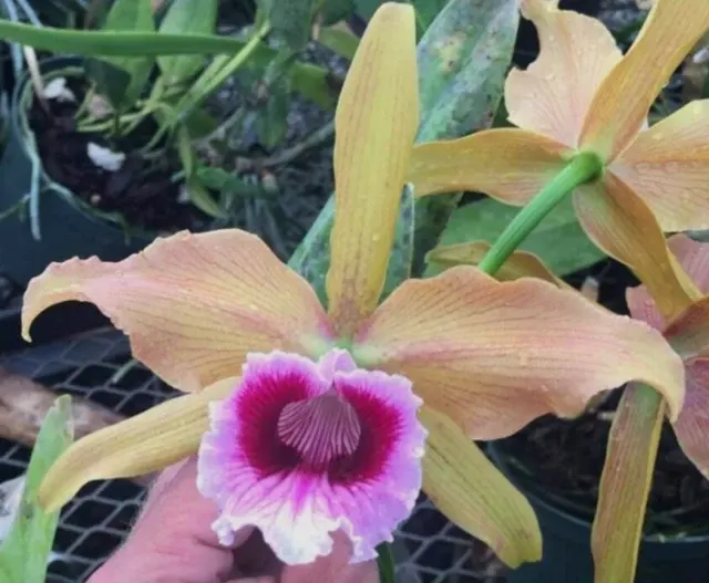 Laelia tenebrosa top line breeding