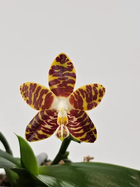 Phalaenopsis amboensis