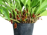 Pleurothallis montezumae
